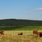 Wind Power Near Pincher Creek Alberta