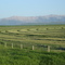 Fresh cut hay