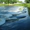 Wier in Chinook Park