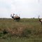 Elk near Wynyard, Saskatchewan, Canada