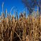 Autumn Cattails, Wynyard SK