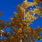 Autumn Leaves, Wynyard SK