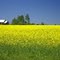 Field of canola, Manitoulin Island