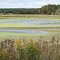 Gore Bay sewage lagoon, Manitoulin Island by C.Blomme Sept.2012