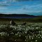 Nordic Cotton Field