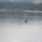 Killer whale near Fort Rupert