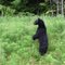 Black bear
