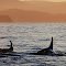 Orcas Headed West Past Port Hardy