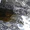 Filter feeder paradise
