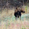 Moose near Teslin, YT