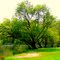 Stromy - les arbres