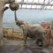 ZOO Dvůr Králové