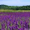 Flowers in the Czech Republic. Forking Larkspur in the field