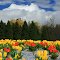 Spring in the Czech Republic. Tulips in the gardens Silva Taroucy