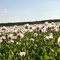The Poppy Field