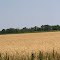Mississippi Delta