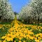 Spring in the Czech Republic. Appletree garden and dandelions