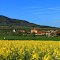 Spring in the Czech Republic. Blooming canola in Northern Bohemia and village