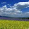 Spring in the Czech Republic. Yellow and purple fields. Canola, Lacy phacelia and clouds