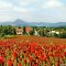 Spring in the Czech Republic. Clover Trifolium incarnatum the field