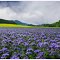 Spring in the Czech Republic. Phacelia tanacetifolia on the field