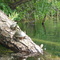 Turtles at Gardom Lake.