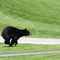 Running Bear
