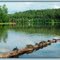 Turtles at Gardom Lake, Near Salmon Arm, B.C.
