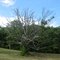 Tree Along the Bruce Trail