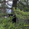 Poor Little Bear hiding on the tree