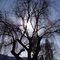 Sun Tree