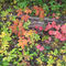 Forest Colours In The North