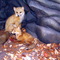 Reading Public Museum Foxes