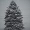 Snowy evergreen