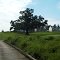 370 Year Old Oak - Inniscrone Golf