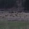 Garden Valley Elk