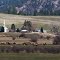 Elk Spring Gathering