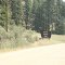 Boise National Forest