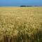 the wheat field