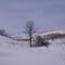 Lone Tree on the Prairie