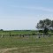 Grandview Cementery (Douglas County)