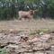 Longhorns by roadside on Hwy 377