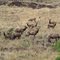elk herd along the Grande Ronde