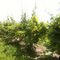Dalrymple Ovid Vineyard before catch wire