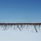 Winter Vineyard 2