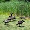 Two-Headed Goose... Black Creek Park, Chili, NY (enlarge for better view)