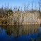Pond in Chili Heights Nature Trail
