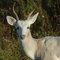 Seneca White Deer