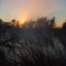 Dalhousie Springs at dawn