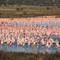 Lessor Flamingo Breeding grounds